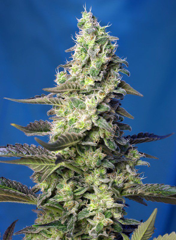 green-poison-xl-auto sweet seeds nasiona marihuany feminizowane