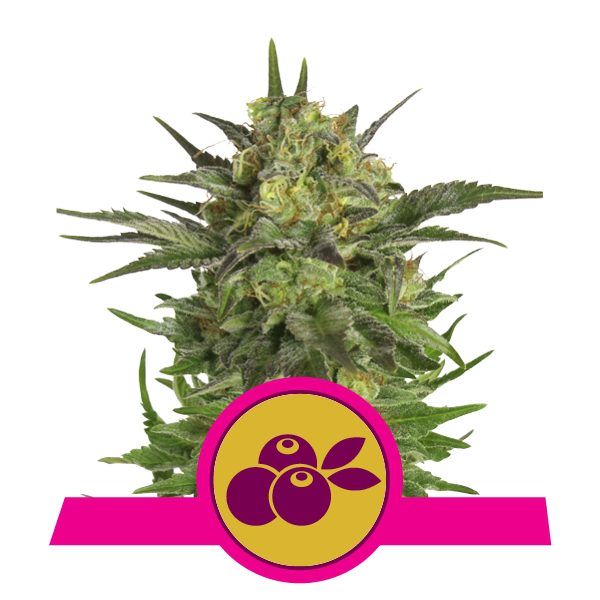 haze-berry royal queen seeds nasiona marihuany feminizowane