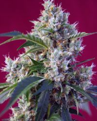 indigo-berry-kush sweet seeds nasiona marihuany feminizowane