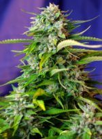 jack-47-auto sweet seeds nasiona marihuany feminizowane