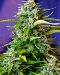 jack-47-auto sweet seeds nasiona marihuany feminizowane