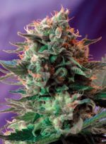 jack-47 weet seeds nasiona marihuany feminizowane