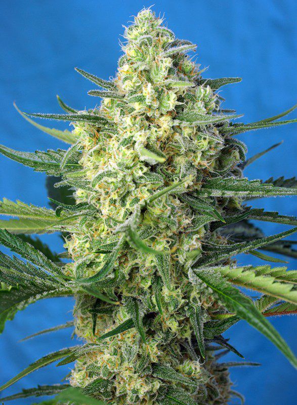 jack-47-xl-auto sweet seeds nasiona marihuany feminizowane