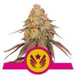 legendary-punch royal queen seeds nasiona marihuany feminizowane