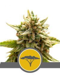 marula-fruit-royal queen seeds nasiona marihuany niefeminizowane