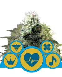 medical-mix royal queen seeds nasiona marihuany feminizowane