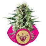 nasiona marihuany special-kush-1 royal queen seeds feminizowane