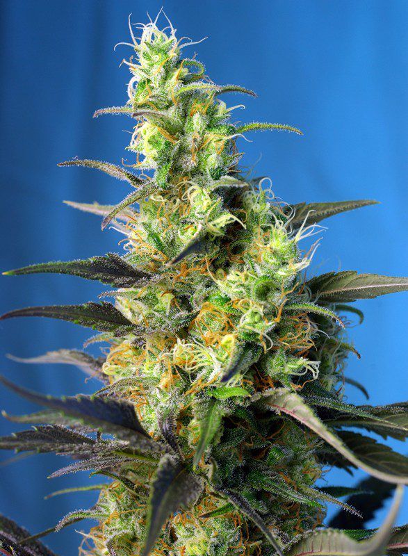 nyc-diesel-cbd sweet seeds nasiona marihuany feminizowane
