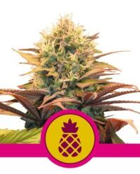 pineapple-kush royal queen seeds nasiona marihuany feminizowane