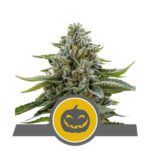 pumpkin-kush- royal queen seeds nasiona marihuany niefeminizowane