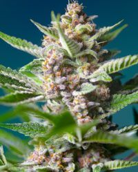 purple-punch-og sweet eeds nasiona marihuany feminizowane