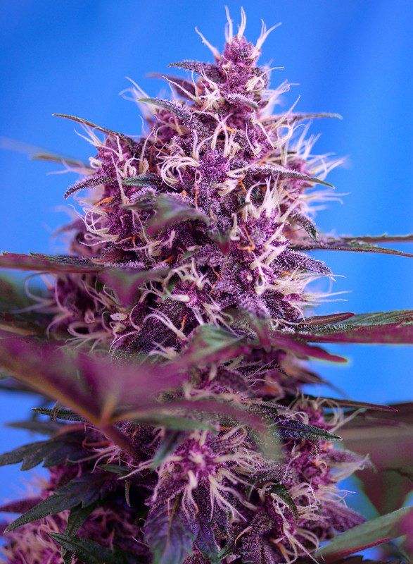 red-poison-auto sweet seeds nasiona marihuany feminizowane