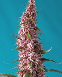 red-pure-auto-cbd sweet seeds nasiona marihuany feminizowane