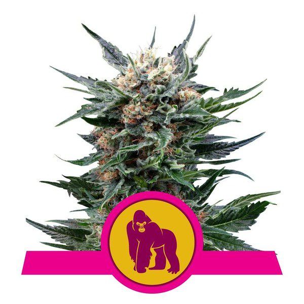royal-gorilla royal queen seeds nasiona marihuany feminizowane
