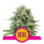 royal-queen-seeds-royal-runtz nasiona marihuany feminizowane