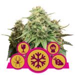 sfeminizowane-mix royal queen seeds nasiona marihuany feminizowane