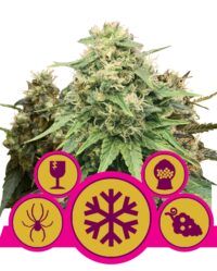 sfeminizowane-mix royal queen seeds nasiona marihuany feminizowane