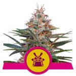 shogun royal queen seeds nasiona marihuany feinizowane