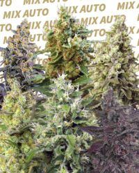 sweet-mix-auto sweet seeds nasiona marihuany feminizowane