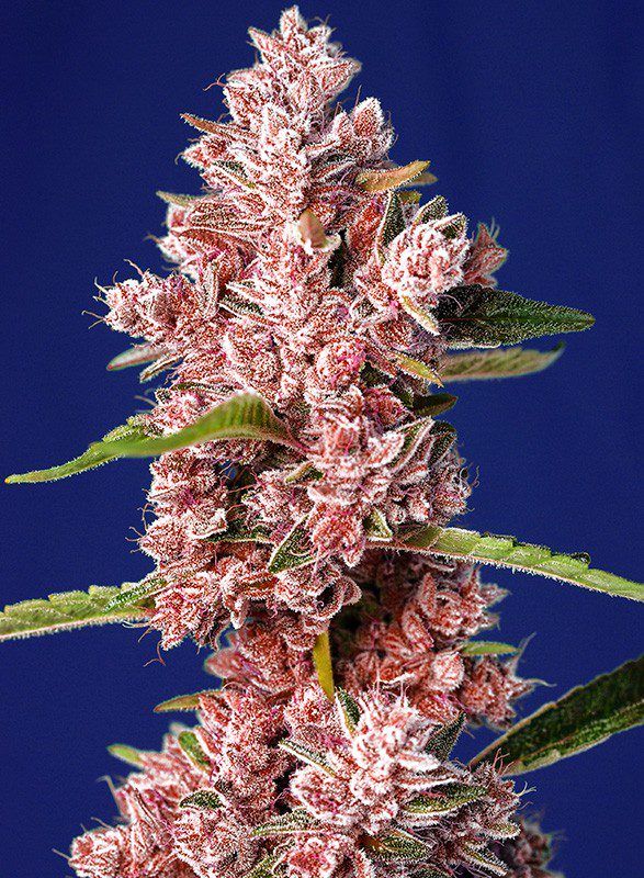 tropicanna-poison-f1-fast-version sweet seeds nasiona marihuany feminizowane