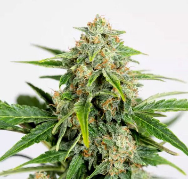 Amnesia-CBD-Pure-Auto humboldt seeds nasiona marihuany feminizowane
