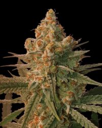 John Lemon cannabis seeds feminized