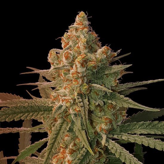 John Lemon cannabis seeds feminized