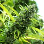 bannana-sapphire nasiona marihuany humboldt seeds feminizowane