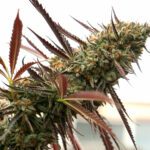 ghost-of-nyc- nasiona marihuany humboldt seeds feminizowane