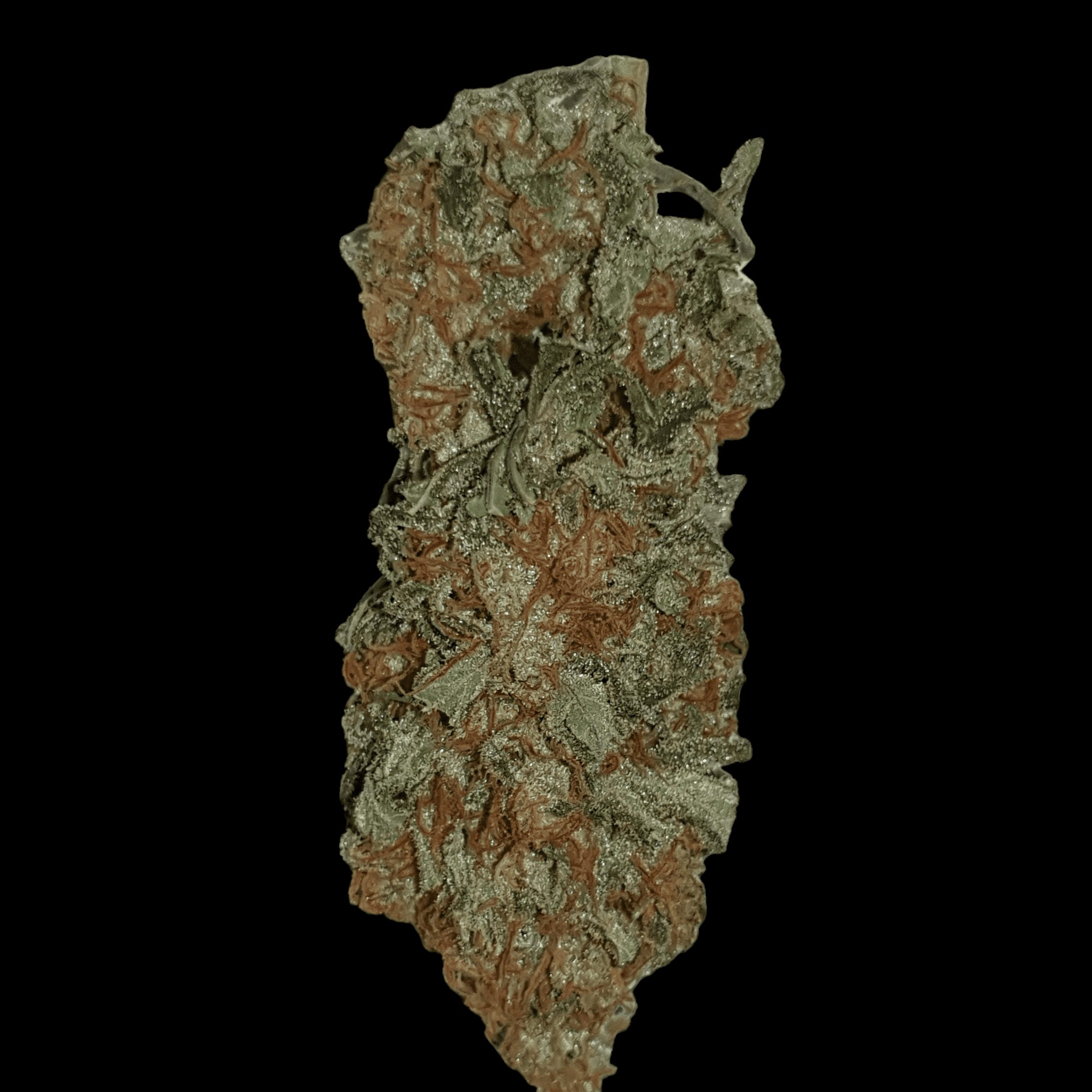 john lemon bud kwiat