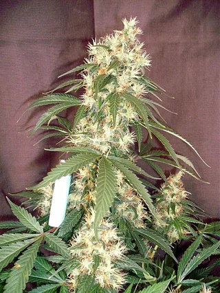 lemon skunk x lemon skunk cannabis marijuana seeds