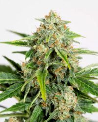 Amnesia-CBD-Pure-Auto humboldt seeds nasiona marihuany feminizowane