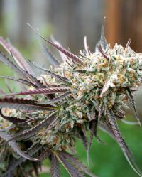 Ice Cream Cake Fast Flowering nasiona marihuany humboldt seeds feminizowane