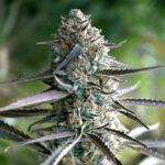Runtz Fast Flowering humboldt seeds nasiona marihuany feminizowane