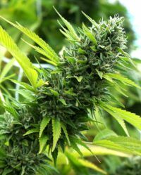 bannana-sapphire nasiona marihuany humboldt seeds feminizowane
