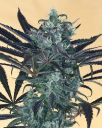 blueberry-headbandt humboldt seeds nasiona marihuany feminizowane