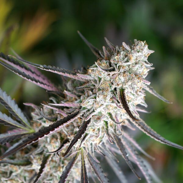 florida-gaspack- humboldt seeds nasiona marihuany feminizowane