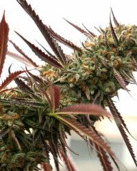 ghost-of-nyc- nasiona marihuany humboldt seeds feminizowane
