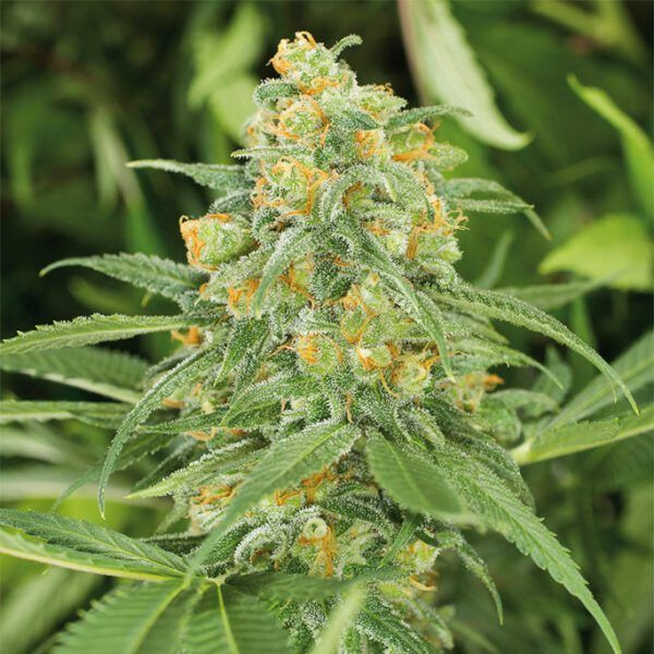 green-crack-2.0 nasiona marihuany humboldt seeds feminizowane