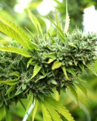 mango-og-auto humboldt seeds nasiona marihuany feminizowane
