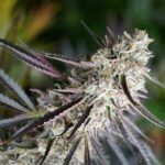 peanut-butter-breath nasiona marihuany humboldt seeds feminizowane