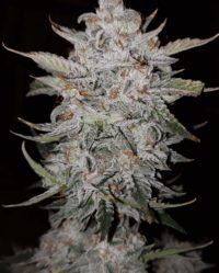 Forum Stomper auto mephisto genetics nasiona marihuany feminizowane