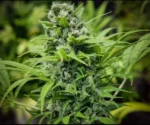 Grapefruit-Alpha-Dog concrete jungle seeds nasiona marihuany feminizowane