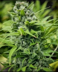 Grapefruit-Alpha-Dog concrete jungle seeds nasiona marihuany feminizowane