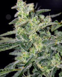 HubbaBubbaHaze auto nasiona marihuany mephist genetics feminizowane