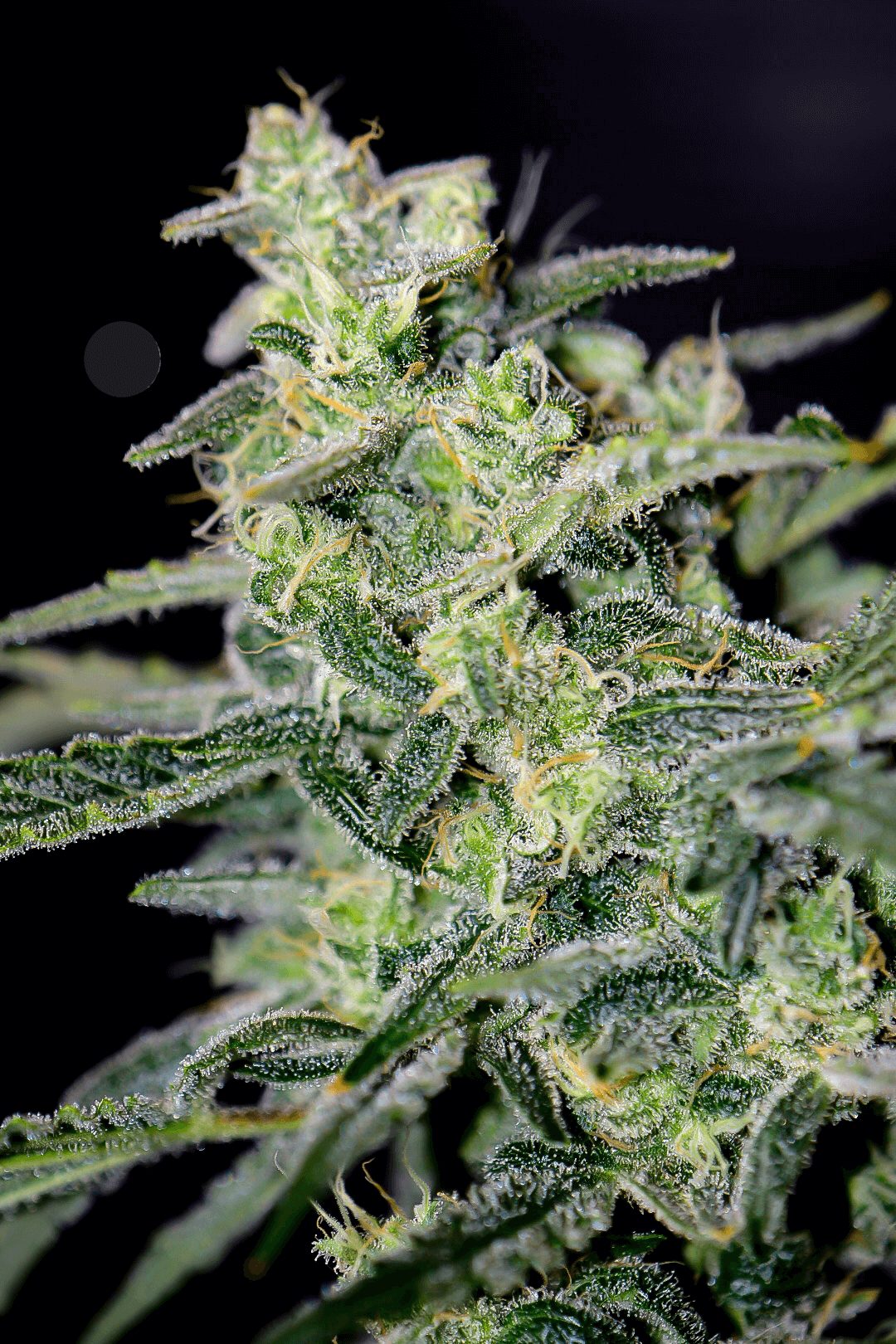HubbaBubbaHaze auto nasiona marihuany mephist genetics feminizowane