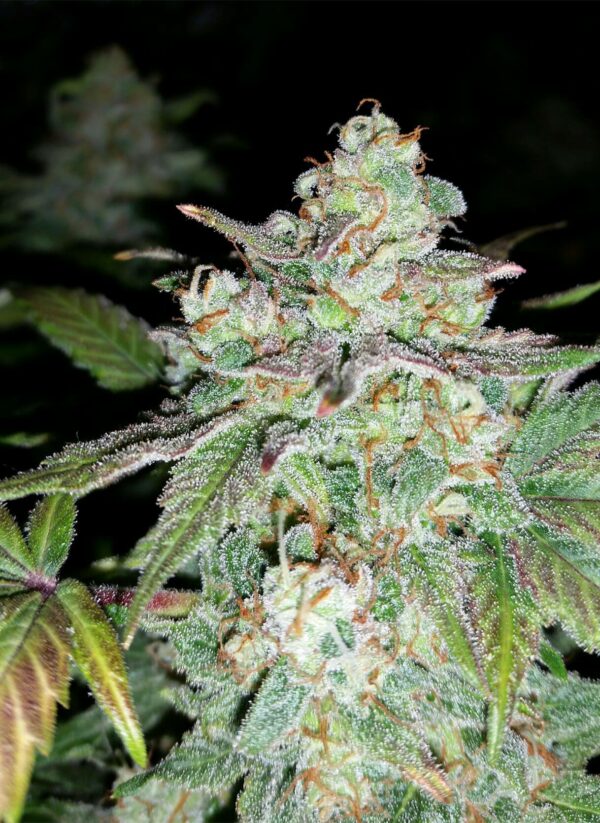 Sour Crack auto nasiona marihuany mephisto genetics feminizowane