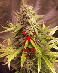 Sour Bubbly auto mephisto genetics nasiona marihuany feminizowane