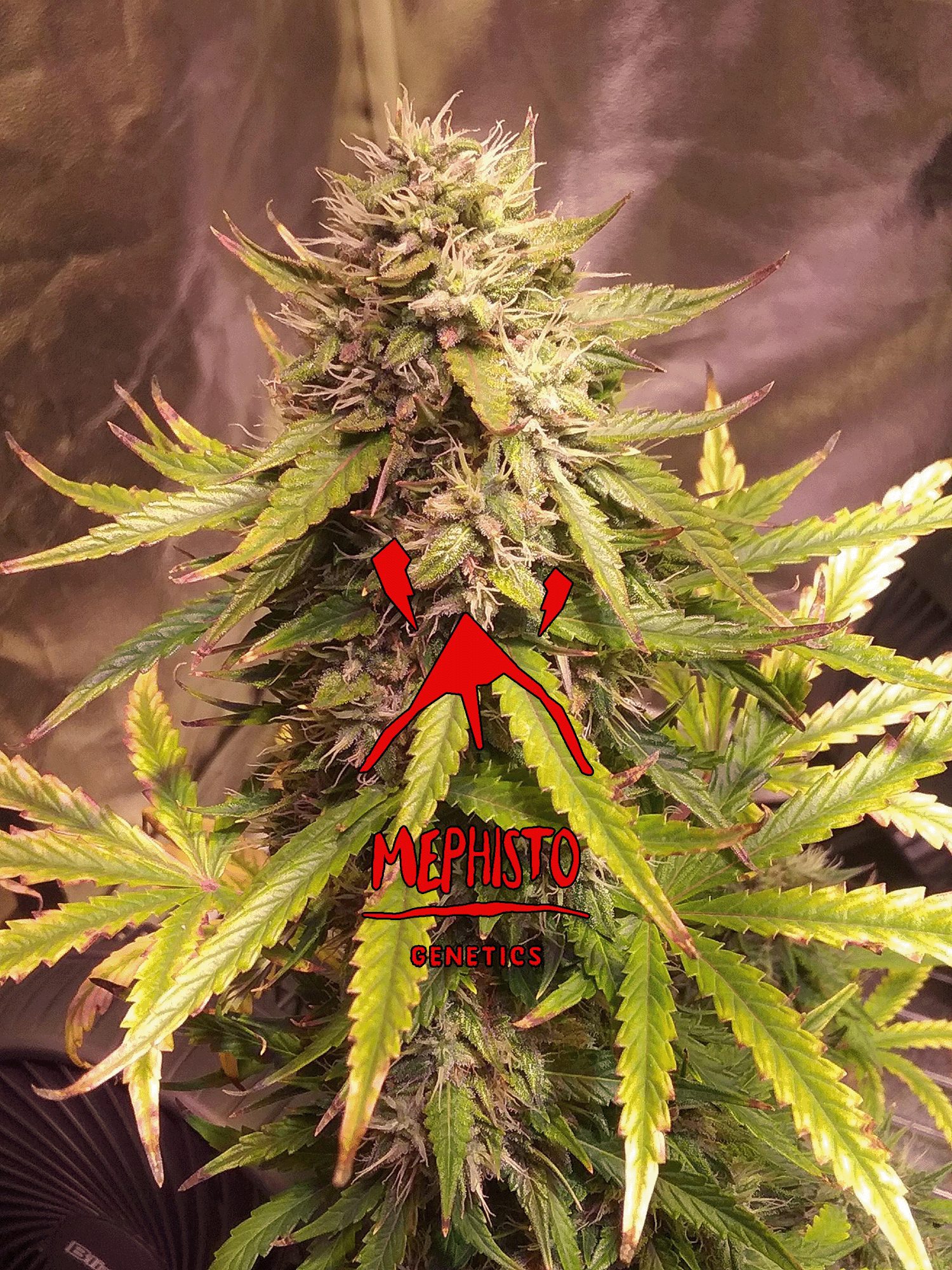 Sour Bubbly auto mephisto genetics nasiona marihuany feminizowane