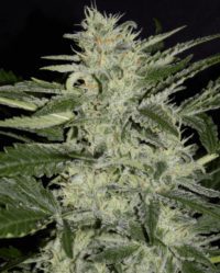 White Crack auto nasiona marihuany mephisto genetics feminizowane
